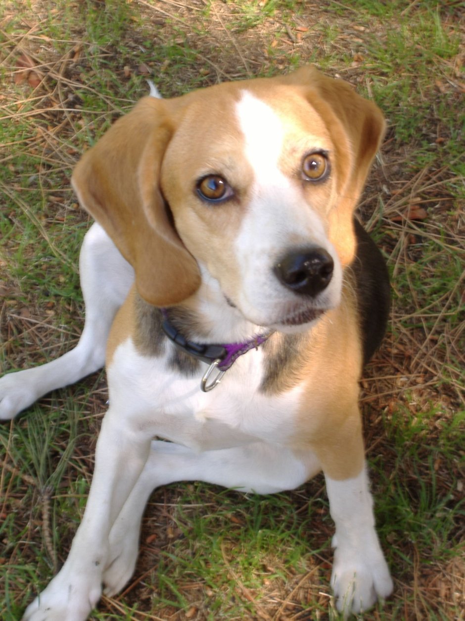 Бигль спаниель метис