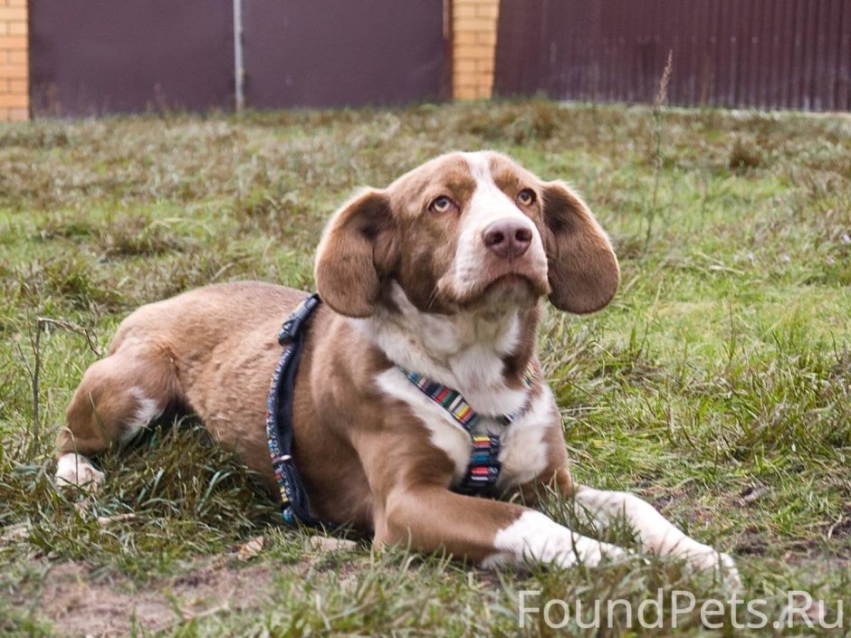 Щенки бигля помесь