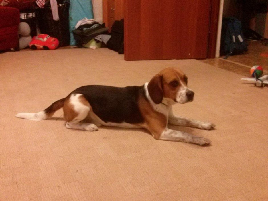 Метисы Бассет хаунд