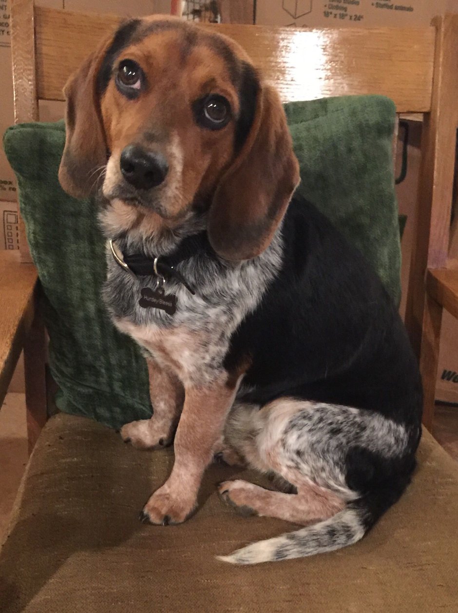 Бигль и Бассет хаунд