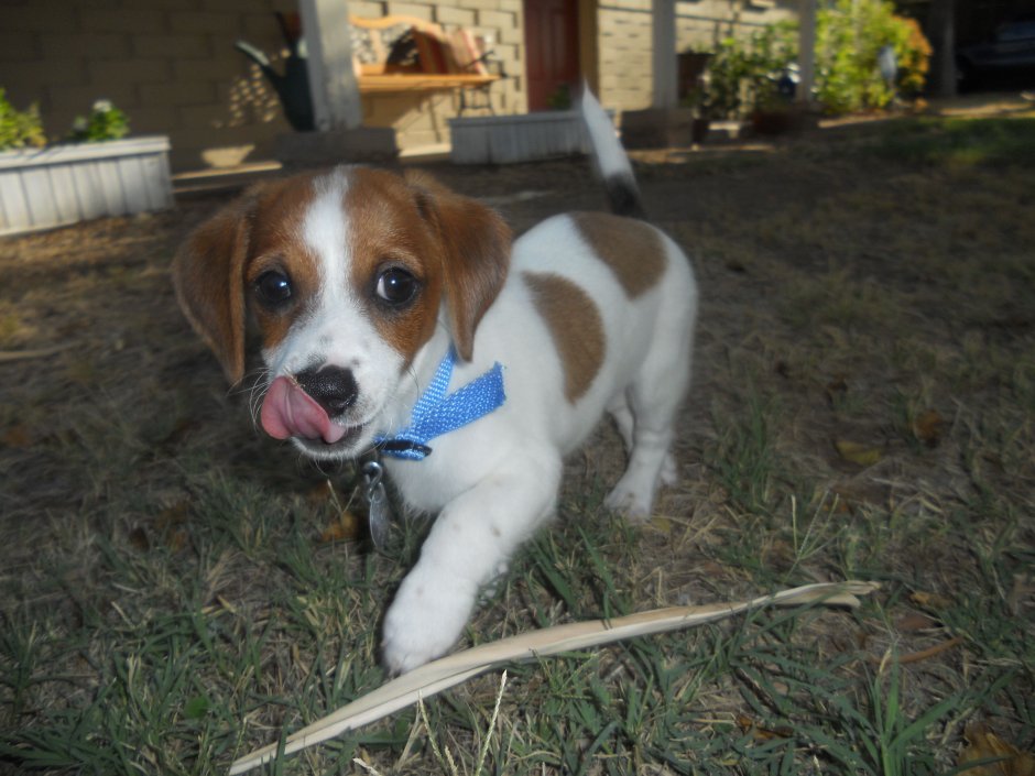 Метис Бигль и такса