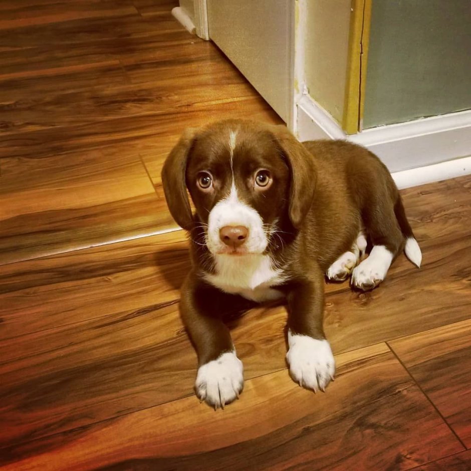 Бигль спаниель метис