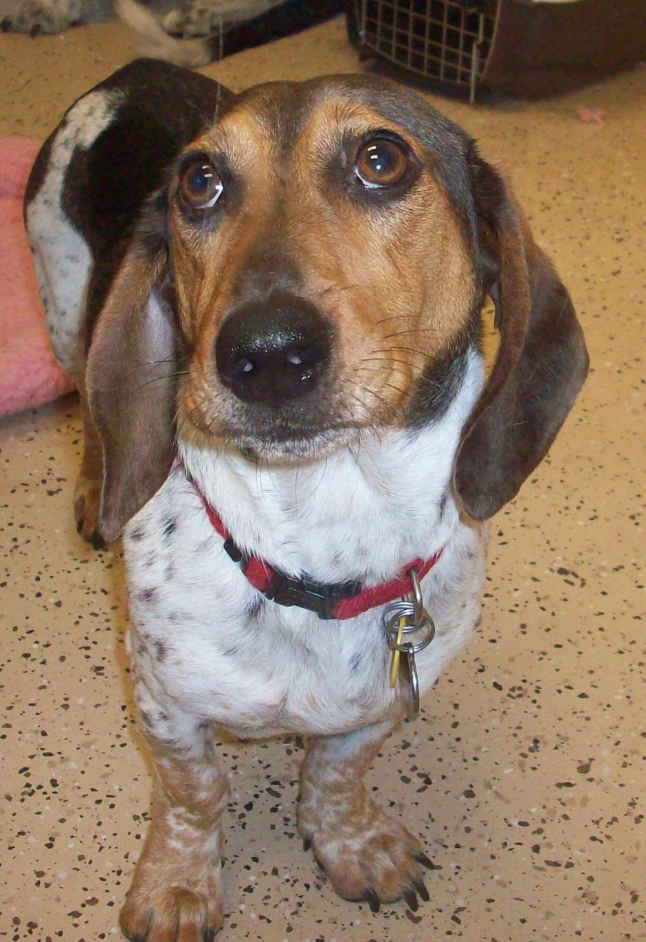 Бигль метис