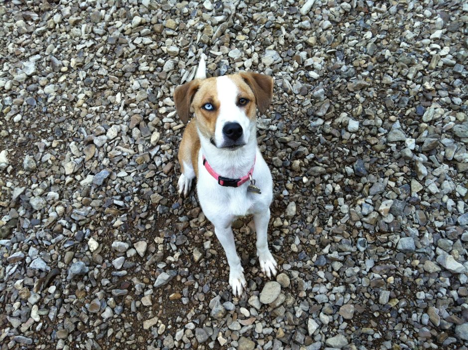 Бигль и корги метис