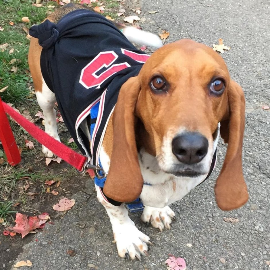 Джек Рассел с биглем смесь