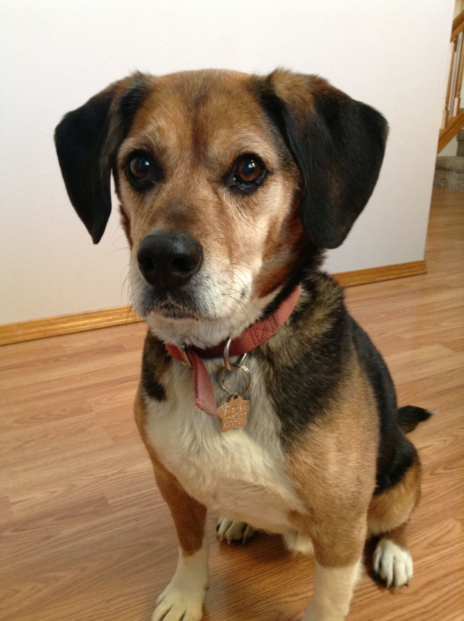 Бигль терьер