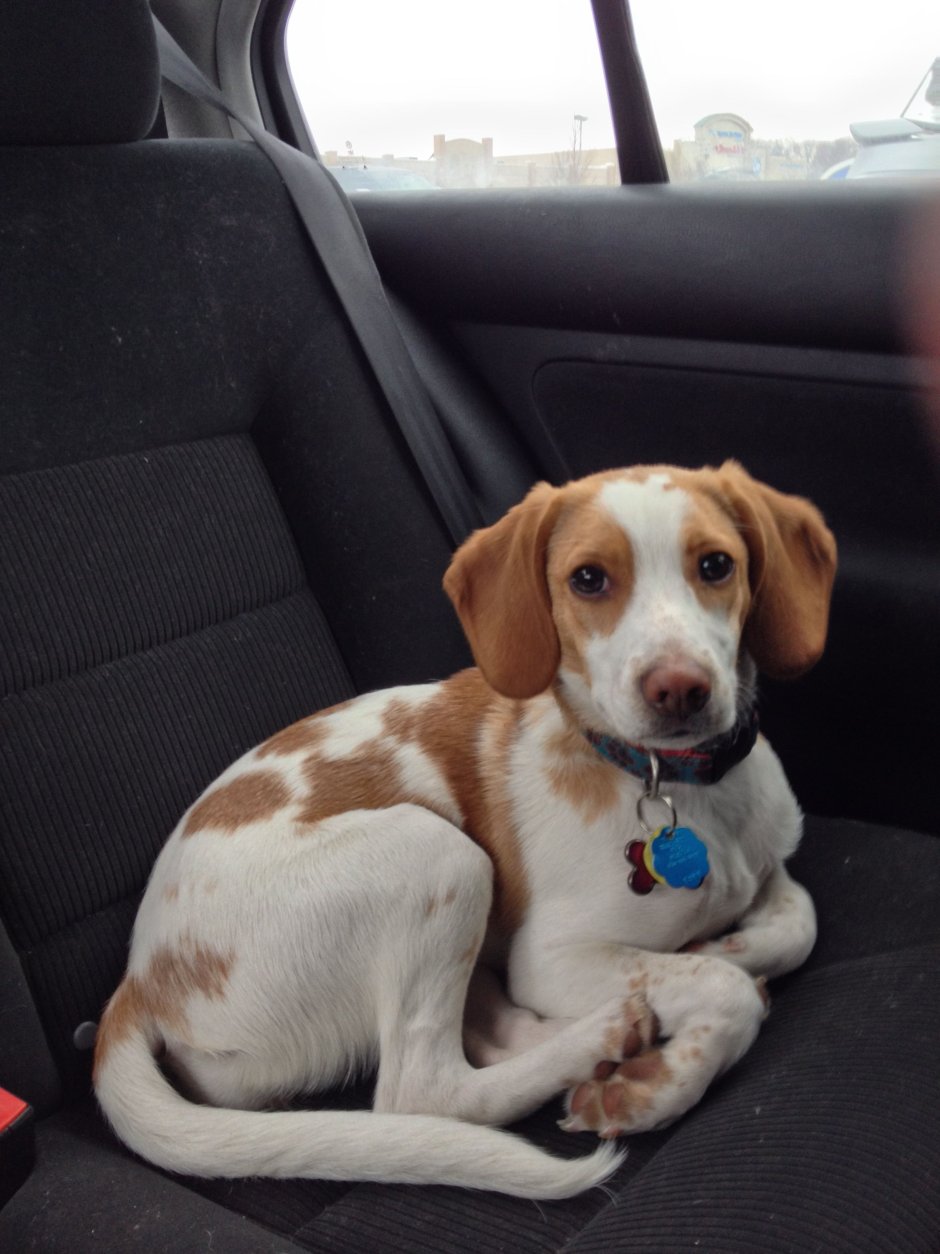 Эстонская гончая и Бигль метис