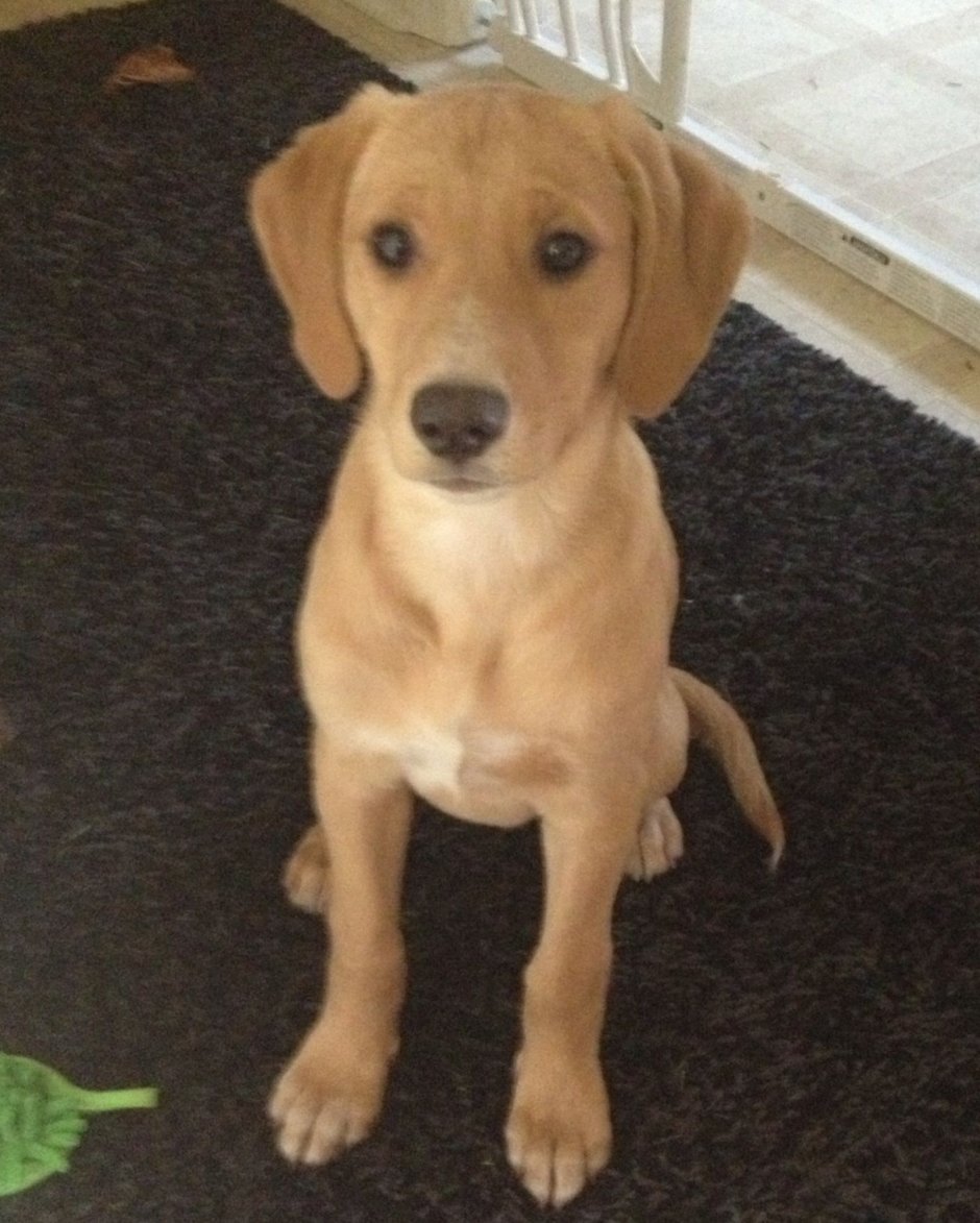 Бигль помесь кудрявый