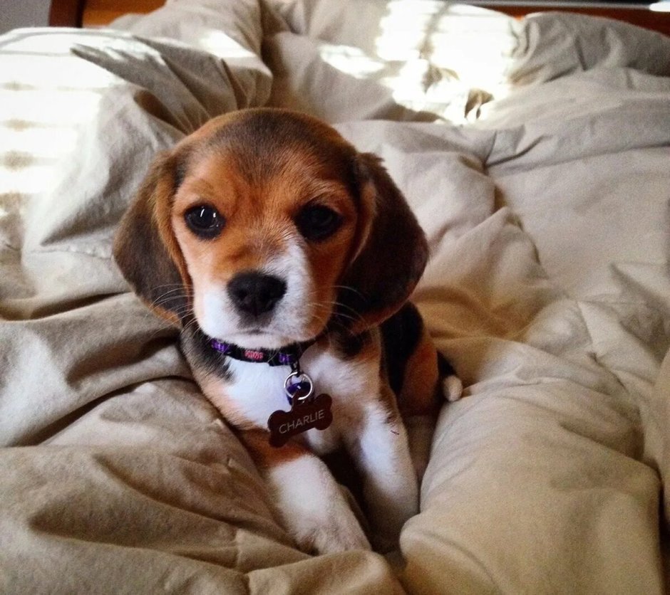 Редбон кунхаунд