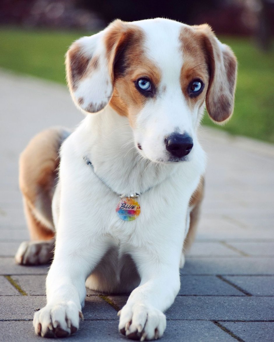 Бигль собака