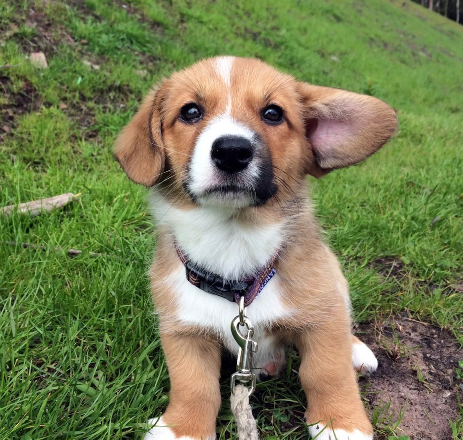 Европейский Бигль