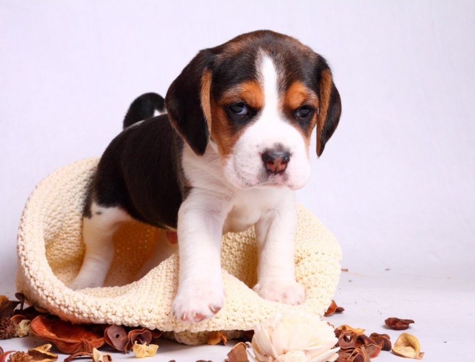 Боксер терьер