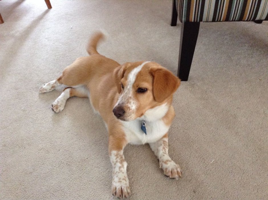 Бигль Чарльз спаниель