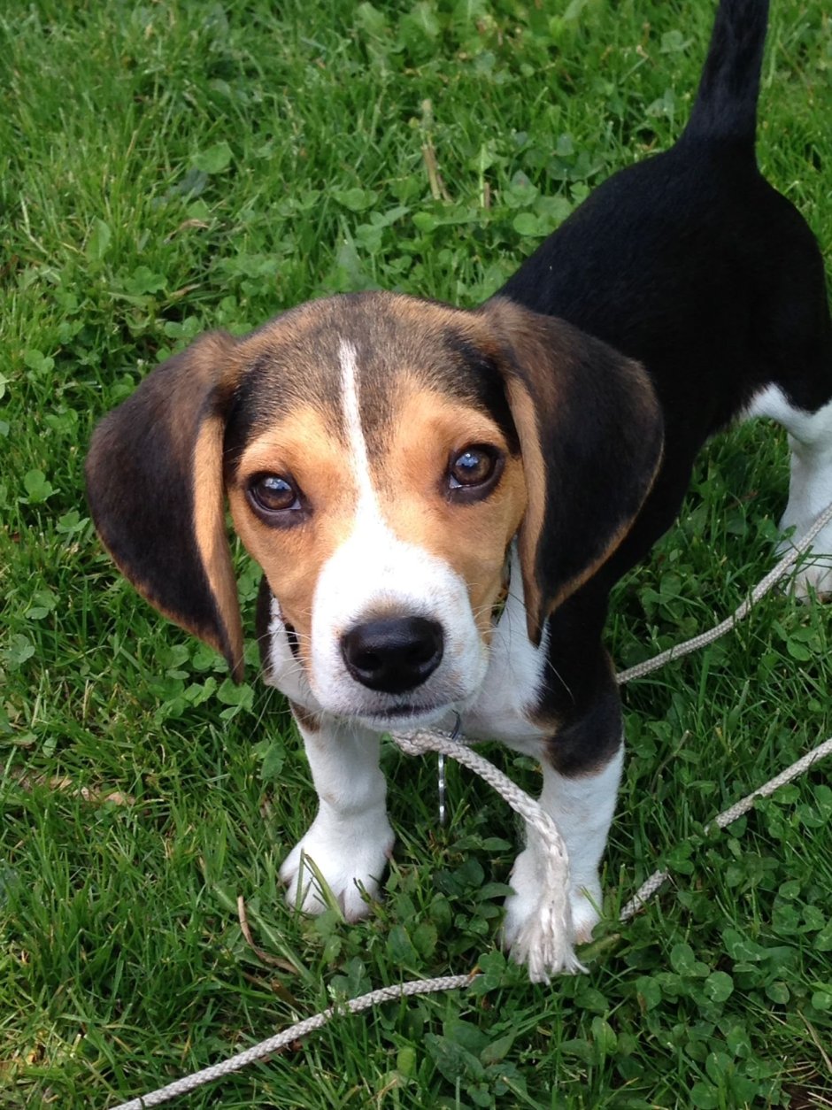 Щенки метисы бигля