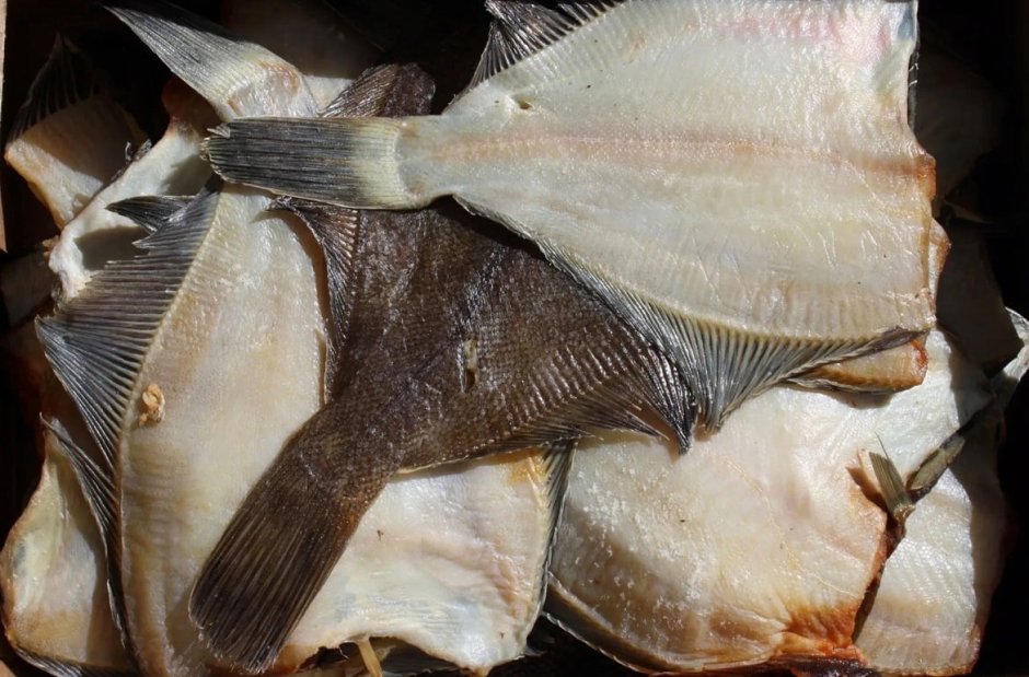 Морская рыба камбала