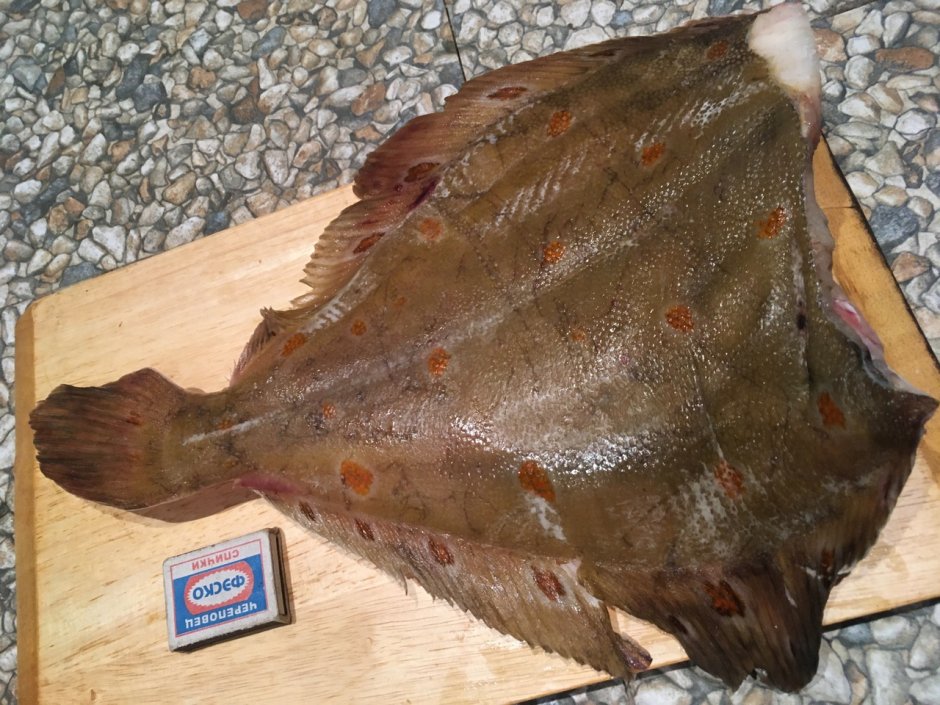 Морской окунь камбала