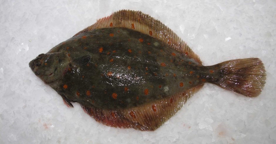 Bothus ocellatus