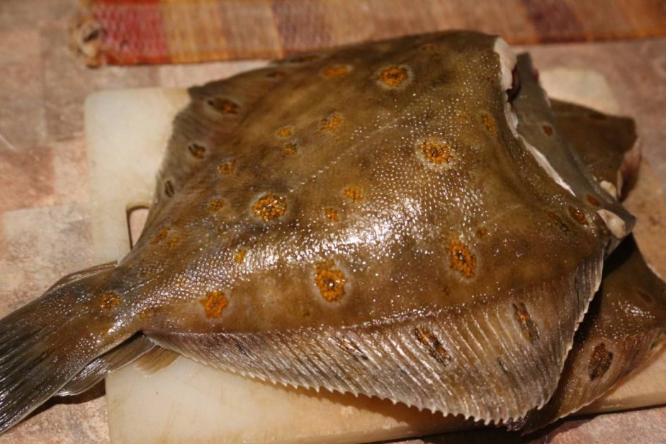 Виды морской рыбы для еды фото и названия