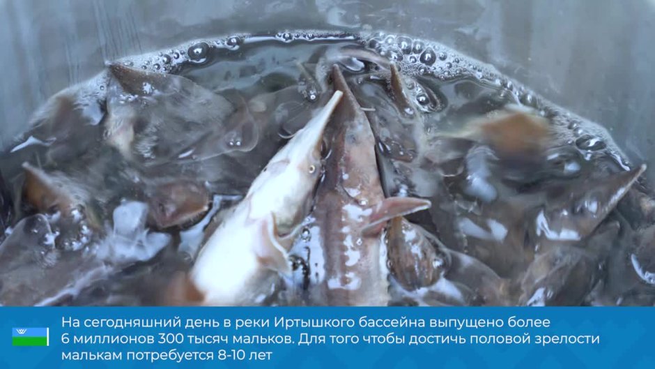 Мальки в воде