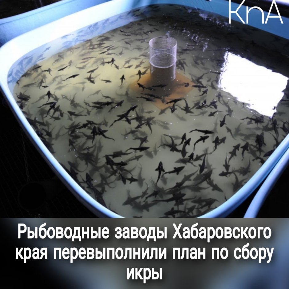 Белоярский рыбоводный завод Хакасия