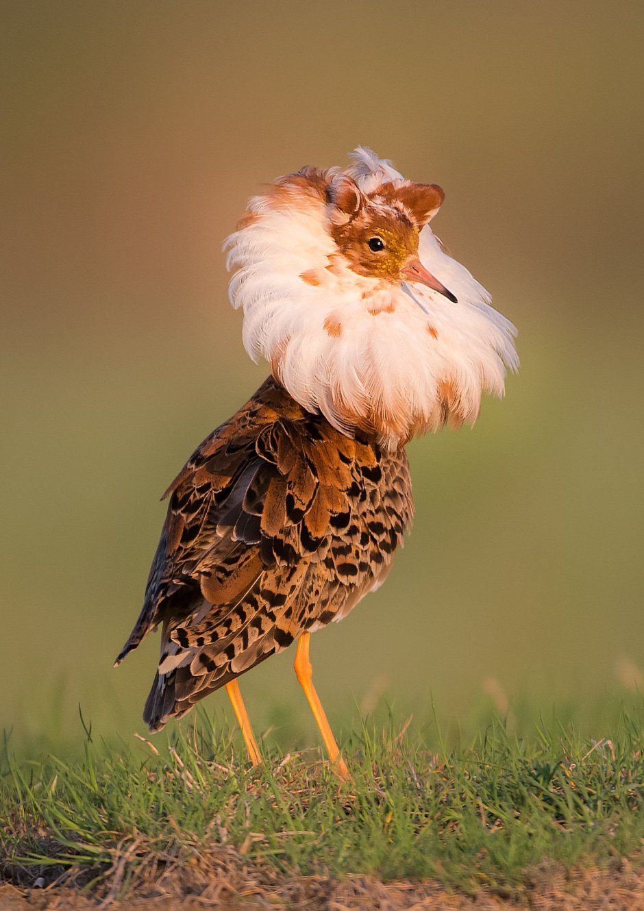 Турухтан (Philomachus pugnax)