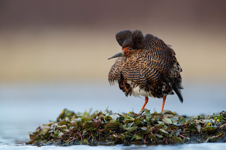 Турухтан (Philomachus pugnax)
