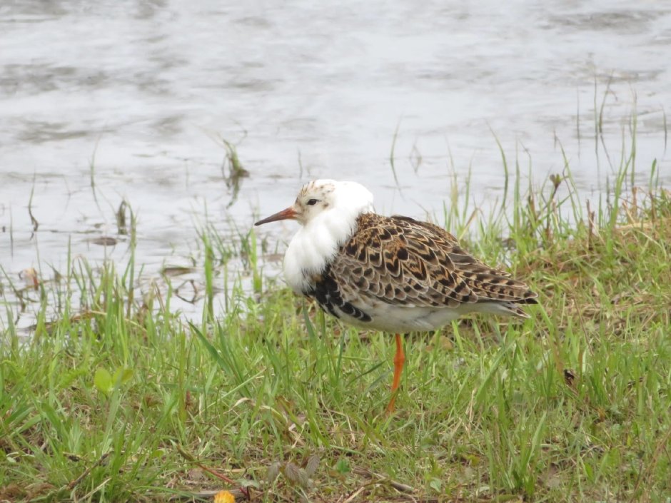 Турухтан (Philomachus pugnax)
