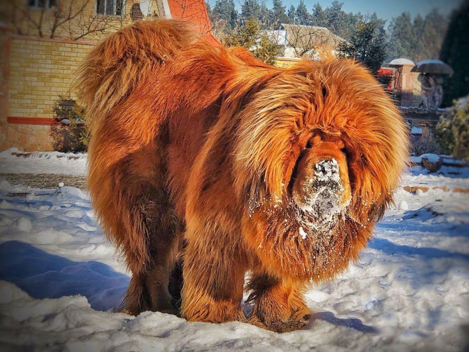 Тибетский мастиф и Кавказская овчарка