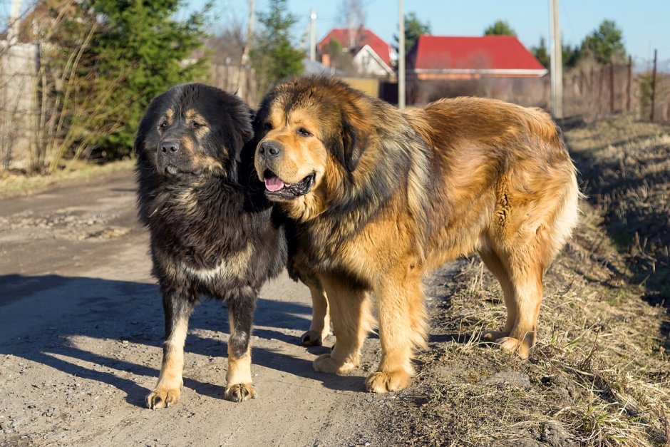 Кангал и тибетский мастиф