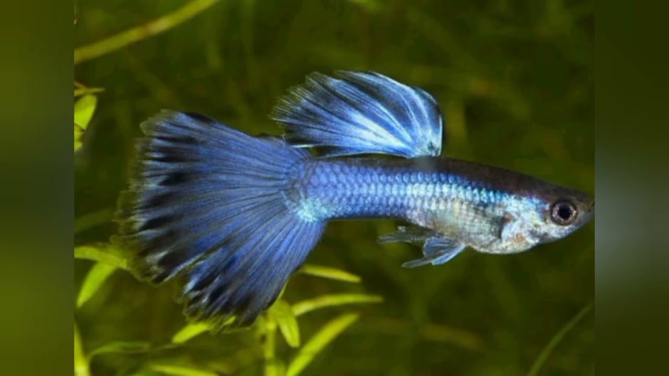 Гуппи Poecilia reticulata