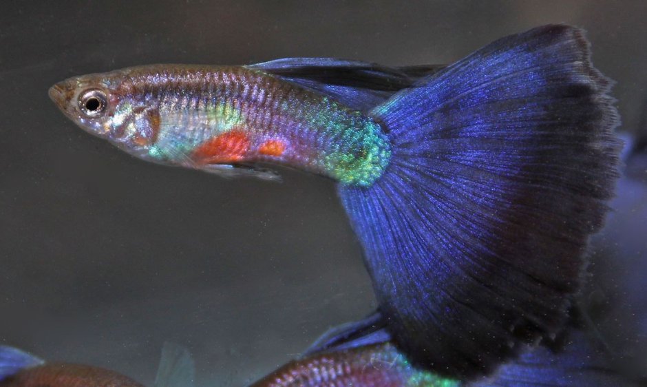 Гуппи голубая трава Blue grass Guppy