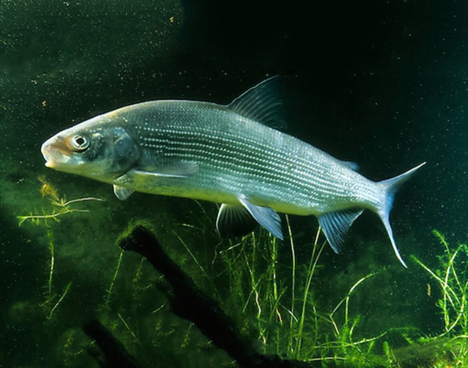 Coregonus nigripinnis