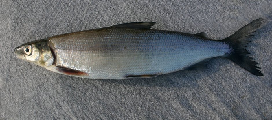 Рыба щокур(Чир)