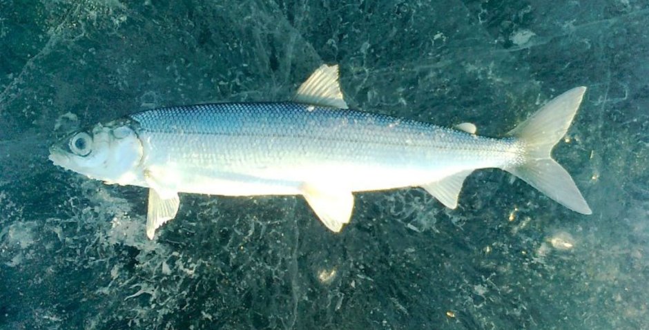 Coregonus clupeaformis рыба