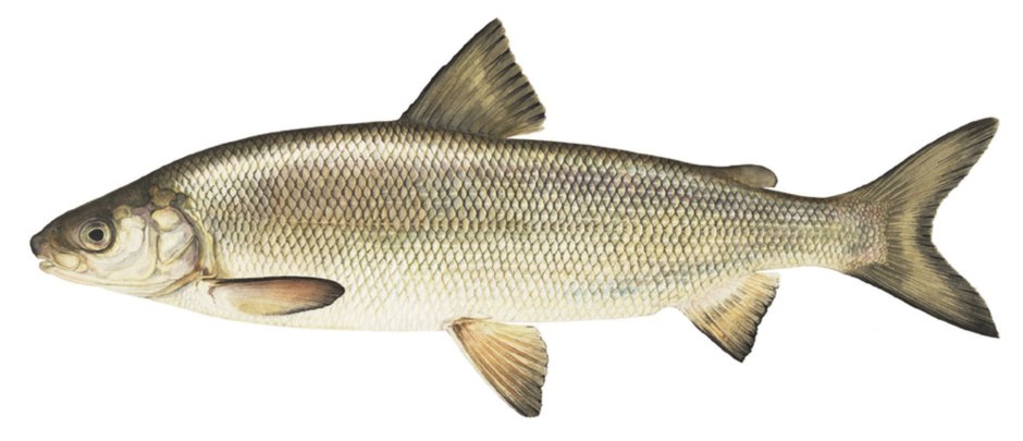 Чир - Coregonus Nasus