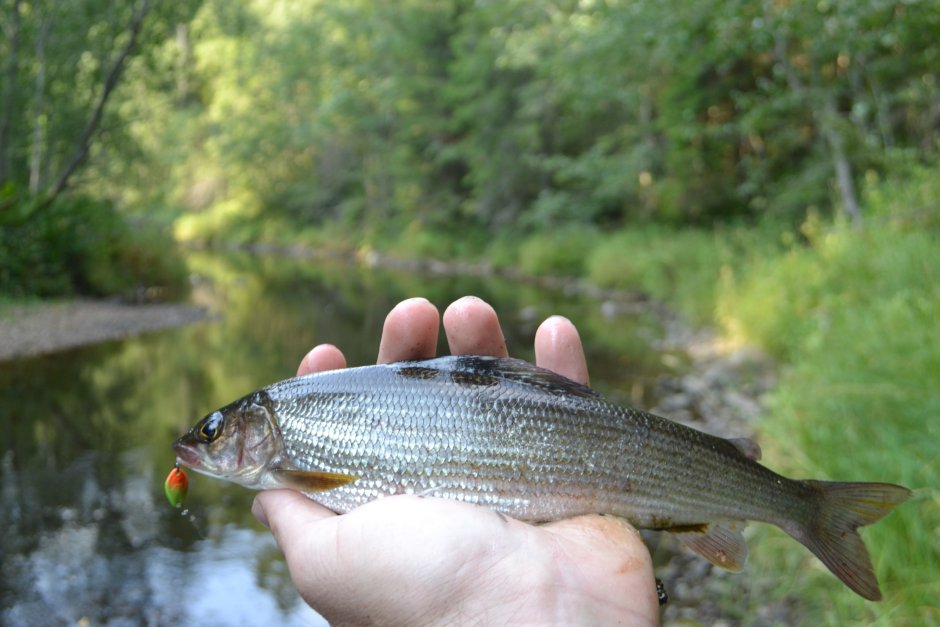 Обыкновенный сиг (Coregonus lavaretus)