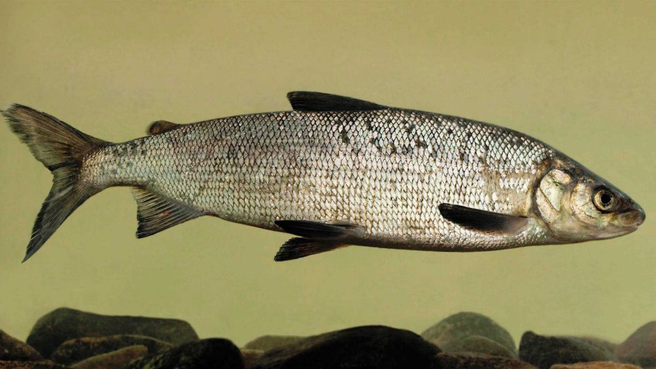Coregonus muksun
