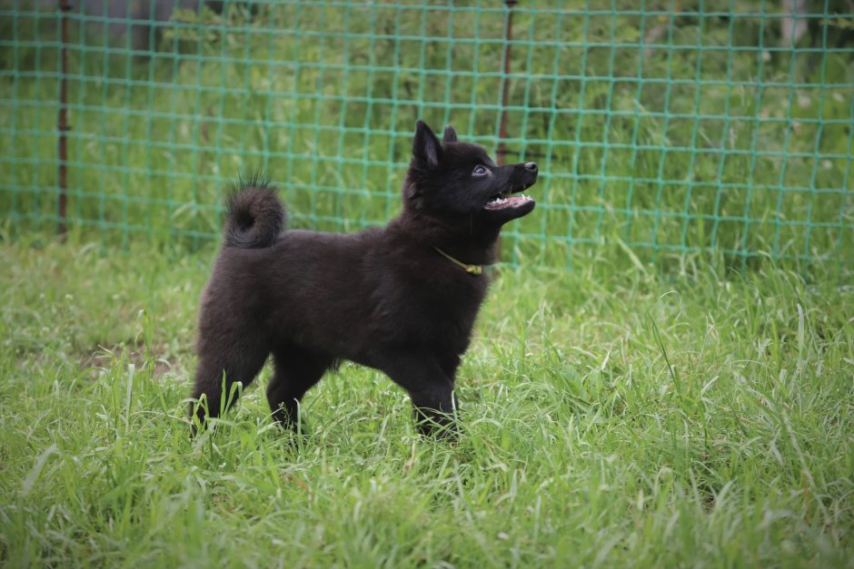 Schipperke щенки коричневые