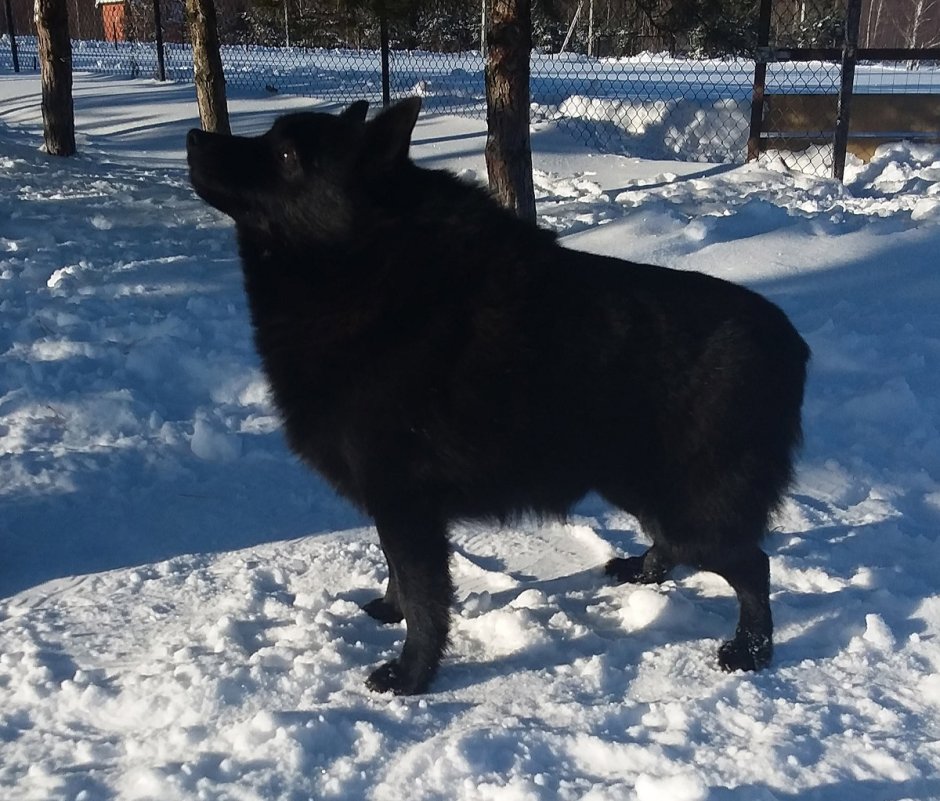 Шипперке мальчик