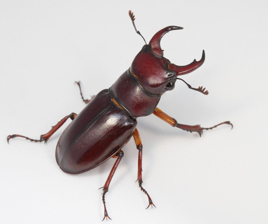 Lucanus cyclommatoides