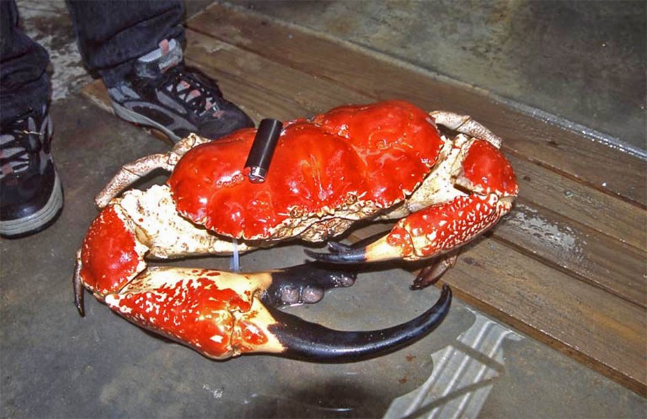 Краб Тасманский гигант