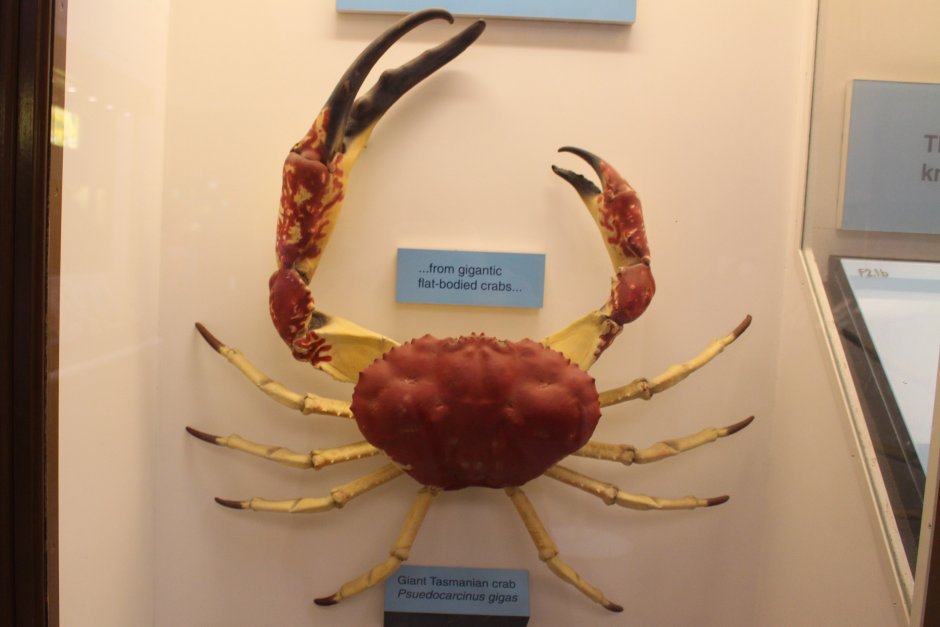 Королевский краб красные Королевские