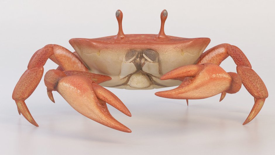 Камчатский Королевский краб