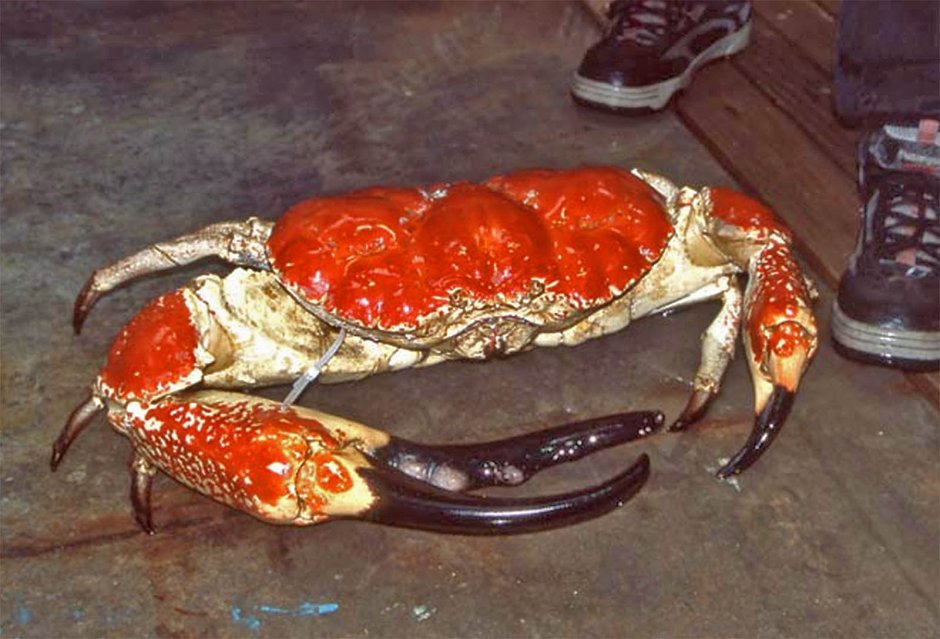 Гигантский Тасманийский краб