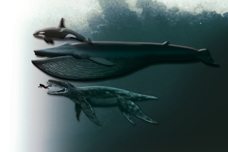 Pliosaurus funkei