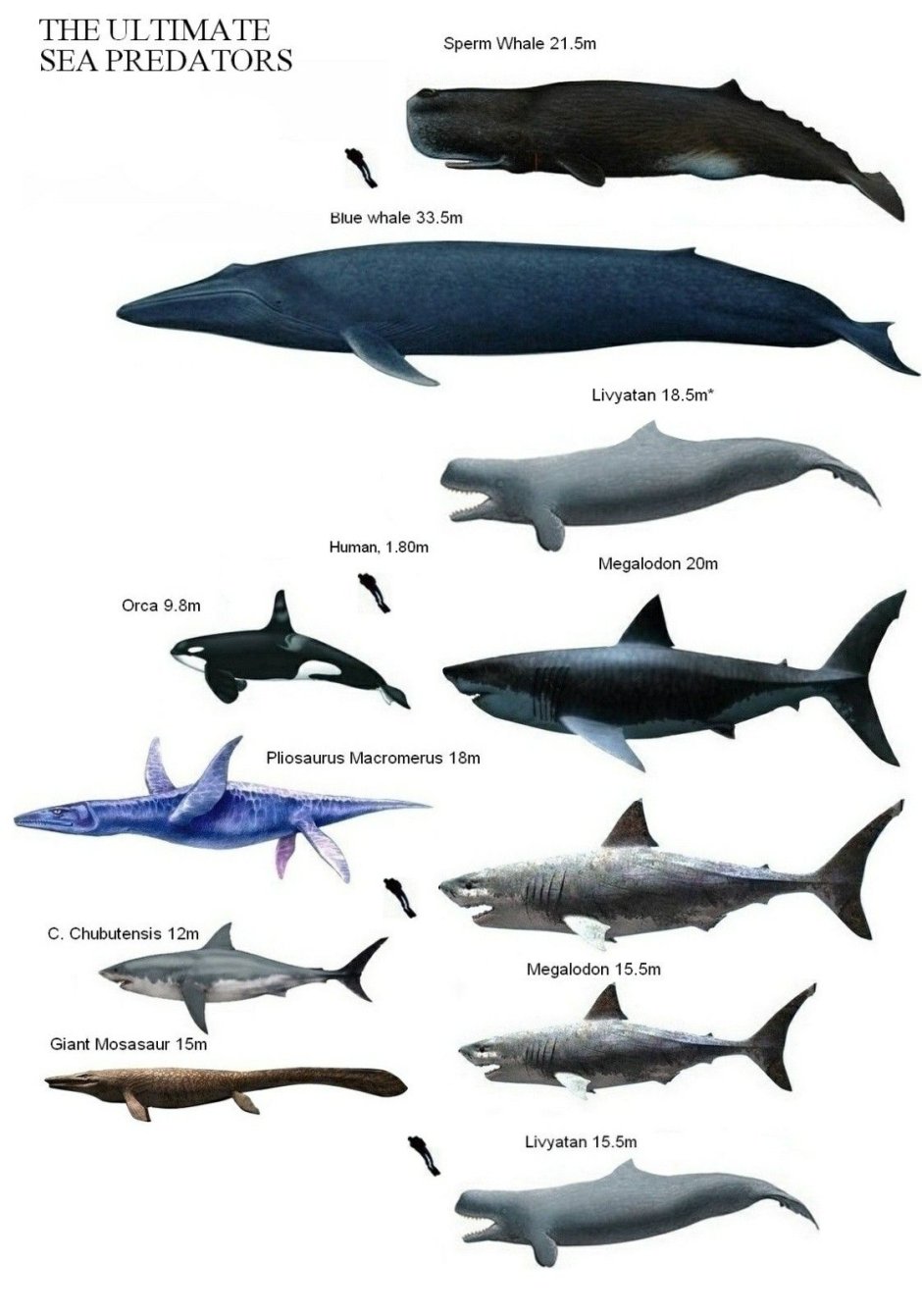 Livyatan Melvillei