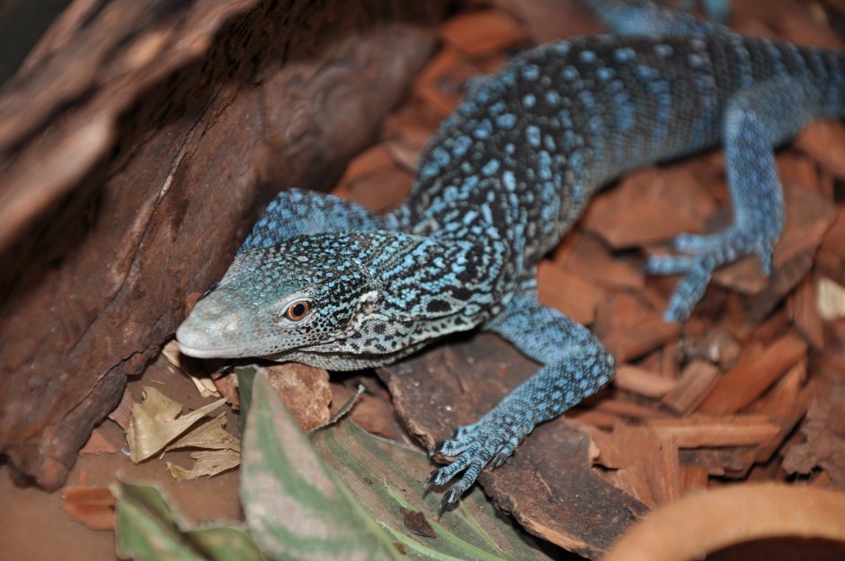 Varanus macraei