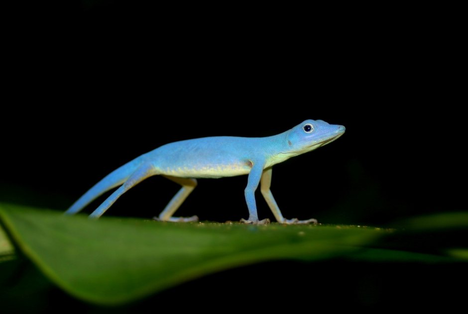 Анолис-Горгона (Anolis gorgonae)