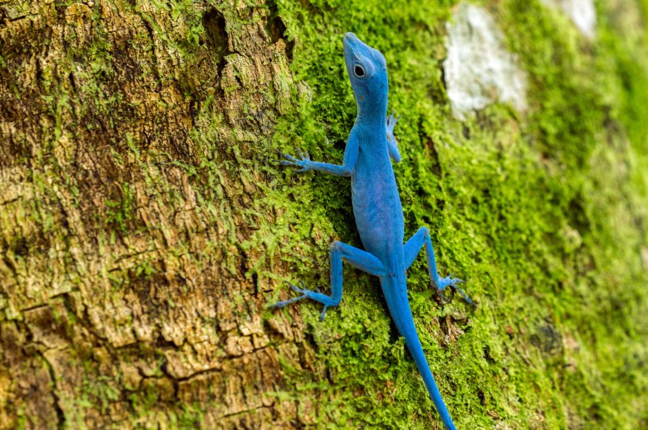 Анолис-Горгона (Anolis gorgonae)
