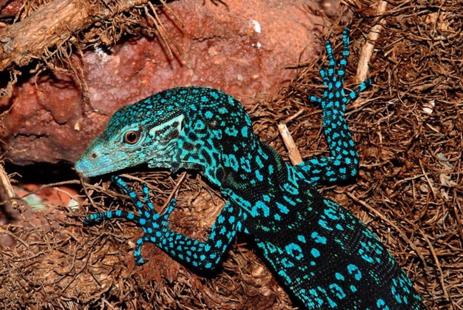 Varanus macraei